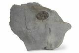 Isoteloides Flexus Trilobite - Fillmore Formation, Utah #226174-1